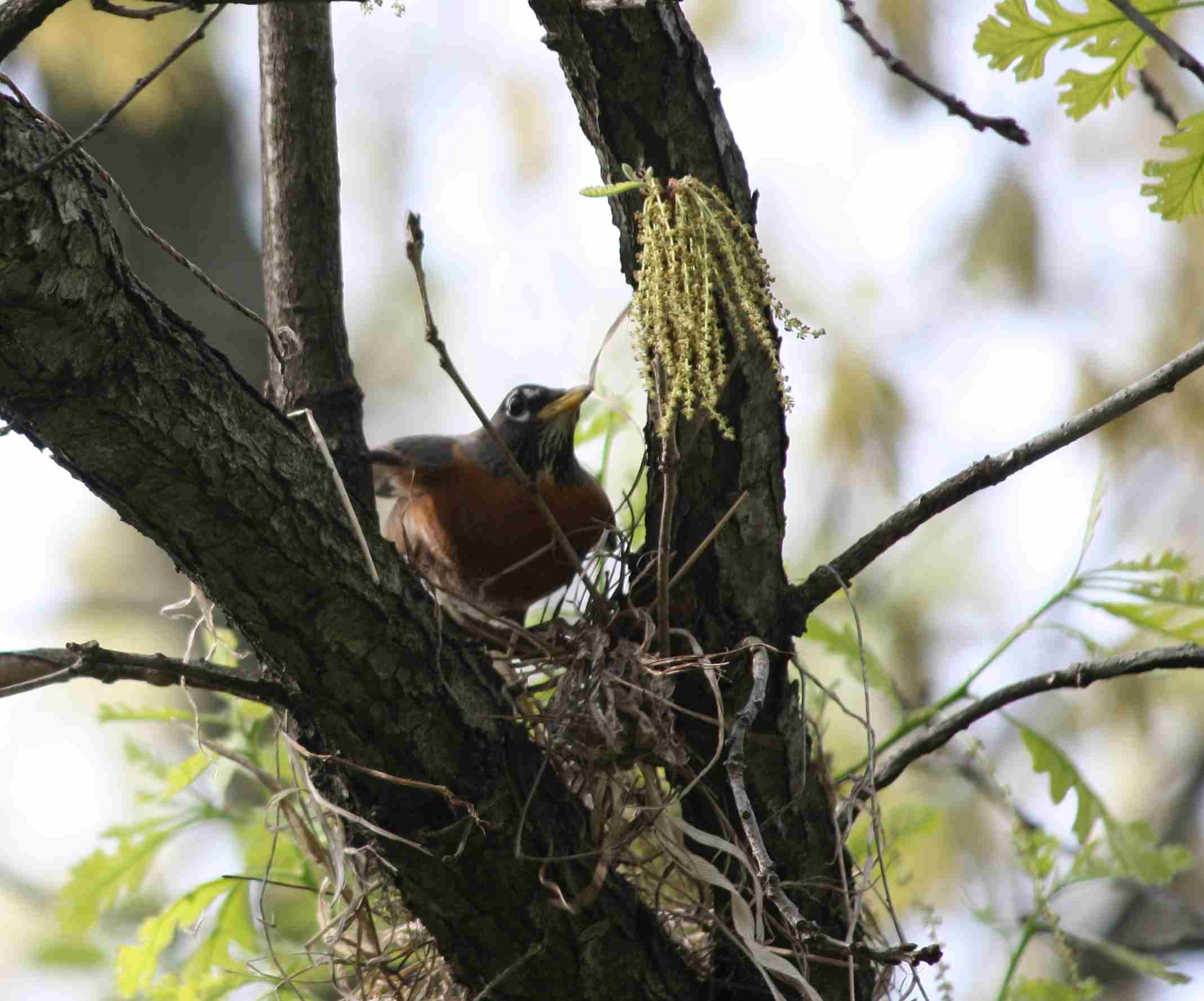 2015-04-18 Robin feathering nest.jpg